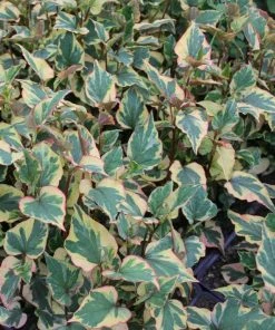 Roots Plants Houttuynia Cordata 'Chameleon'