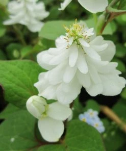 Roots Plants Orange Peel Plant | Houttuynia Cordata 'Plena'