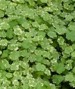Roots Plants Crystal Confetti | Hydrocotyle Sibthorpioides Variegata| Oxygenating 1L Pot All Pond Plants
