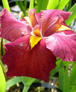 Roots Plants Irises Iris Louisiana 'Ann Chowning'