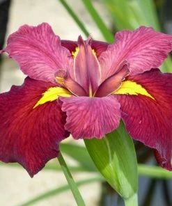 Roots Plants Irises Iris Louisiana 'Ann Chowning'