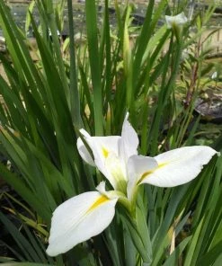Roots Plants Iris Louisiana'Her Highness'