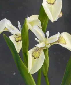 Roots Plants Iris Pseudacorus 'Alba' Irises