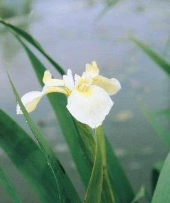 Roots Plants Iris Pseudacorus Bastardii