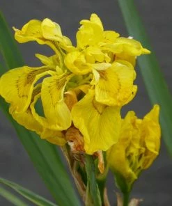 Roots Plants All Pond Plants Pond In A Pot Planting Kit | Oxygenating & Wildlife | Flowers & Structure