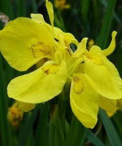 Roots Plants Iris Pseudacorus 'Flore Pleno' Irises
