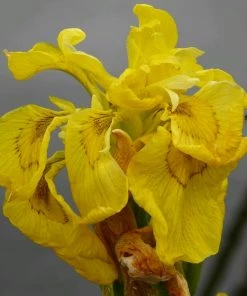 Roots Plants Iris Pseudacorus 'Flore Pleno' Irises 9 Roots Plants Iris Pseudacorus 'Flore Pleno' Irises