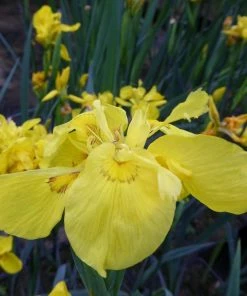 Roots Plants Iris Pseudacorus 'Flore Pleno' Irises 10 Roots Plants Iris Pseudacorus 'Flore Pleno' Irises