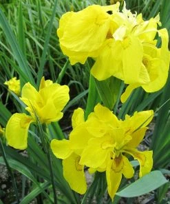 Roots Plants Iris Pseudacorus 'Flore Pleno' Irises 11 Roots Plants Iris Pseudacorus 'Flore Pleno' Irises