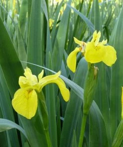 Roots Plants Irises Iris Pseudacorus