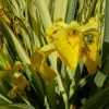 Roots Plants Iris Pseudacorus 'Variegata' 3L Pot Irises 1 Roots Plants Iris Pseudacorus 'Variegata' 3L Pot Irises