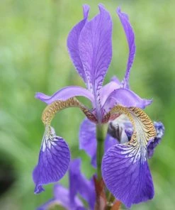 Roots Plants Iris Sibirica