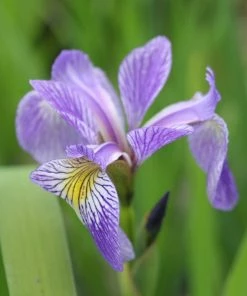 Roots Plants Iris Sibirica