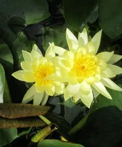 Roots Plants Joey Tomocik Water Lily | Nymphaea