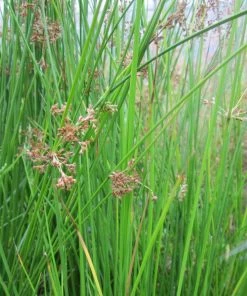 Roots Plants Grasses Soft Rush | Juncus Effusus