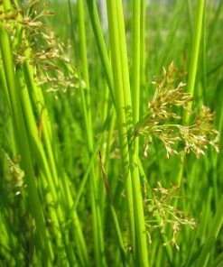 Roots Plants Grasses Soft Rush | Juncus Effusus