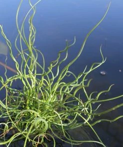 Roots Plants All Pond Plants Best Pond Plants For Any Size Pond | All In One | Oxygenating & Wildlife | Flowers & Structure
