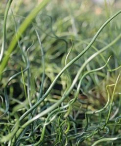 Roots Plants Grasses Corkscrew Rush | Juncus Effusus Spiralis