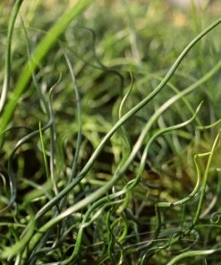 Roots Plants All Pond Plants Pond In A Pot Planting Kit | Oxygenating & Wildlife | Flowers & Structure