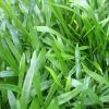 Roots Plants Grasses Brazilian Micro Sword | Lilaeopsis Brasiliensis| Oxygenating 1L Pot 1 Roots Plants Grasses Brazilian Micro Sword | Lilaeopsis Brasiliensis| Oxygenating 1L Pot