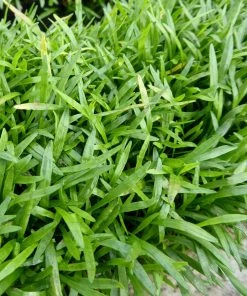 Roots Plants Grasses Brazilian Micro Sword | Lilaeopsis Brasiliensis| Oxygenating 1L Pot