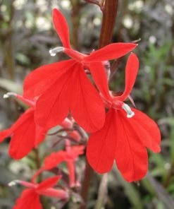Roots Plants All Pond Plants Lobelia Fulgens 'Queen Victoria'