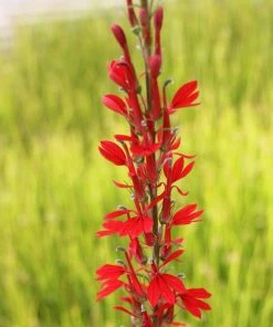 Roots Plants All Pond Plants Pond In A Pot Planting Kit | Oxygenating & Wildlife | Flowers & Structure