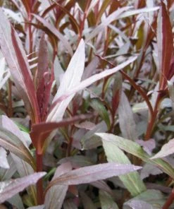 Roots Plants All Pond Plants Lobelia Fulgens 'Queen Victoria' 9 Roots Plants All Pond Plants Lobelia Fulgens 'Queen Victoria'