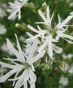 Roots Plants White Robin Ragged Robin