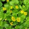 Roots Plants Creeping Jenny | Lysimachia Nummularia