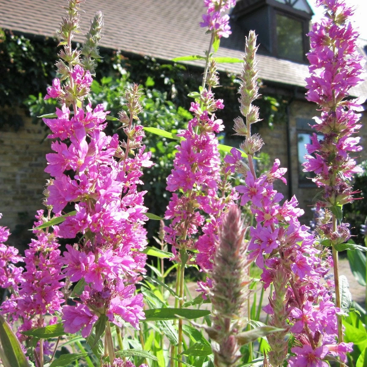 Roots Plants All Pond Plants Purple Loosestrife | Lythrum Salicaria 4 Roots Plants All Pond Plants Purple Loosestrife | Lythrum Salicaria