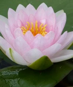 Roots Plants Pink Water Lily | Nymphaea Madame Wilfron Gonnere