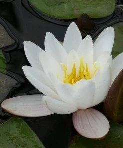 Roots Plants Large Water Lily | Nymphaea Marliacea Carnea