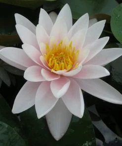 Roots Plants Large Water Lily | Nymphaea Marliacea Carnea