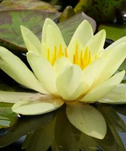 Roots Plants Yellow Water Lily | Nymphaea Marliacea Chromatella