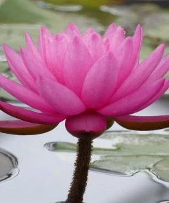 Roots Plants Large Double Petal Water Lily | Nymphaea Mayla