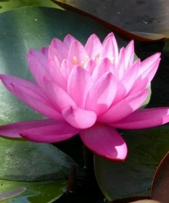 Roots Plants Large Double Petal Water Lily | Nymphaea Mayla