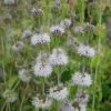 Roots Plants Pennyroyal | Mentha Pulegium All Pond Plants