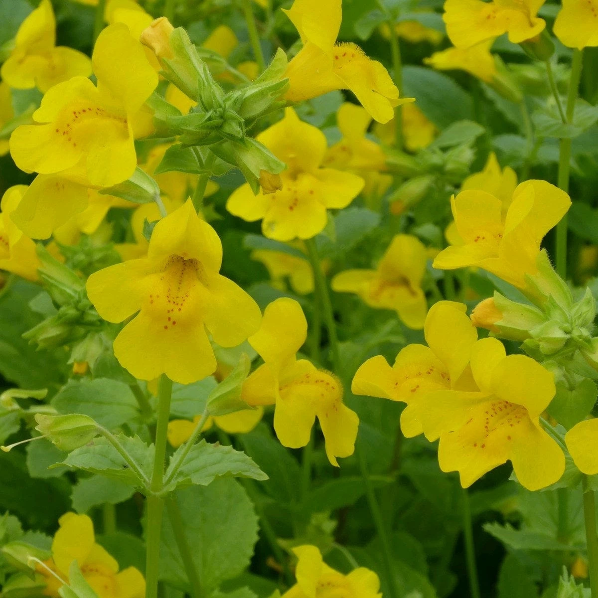 Roots Plants All Pond Plants Mimulus Guttatus | Yellow Monkey Flower 4 Roots Plants All Pond Plants Mimulus Guttatus | Yellow Monkey Flower