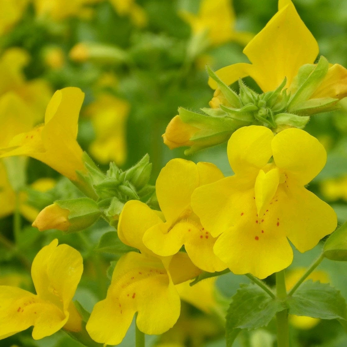 Roots Plants All Pond Plants Mimulus Guttatus | Yellow Monkey Flower 5 Roots Plants All Pond Plants Mimulus Guttatus | Yellow Monkey Flower