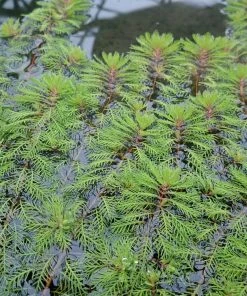 Roots Plants Red Stem Parrot's Feather| Oxygenating