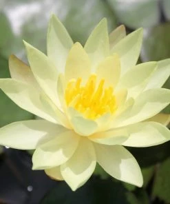 Roots Plants Nymphaea Odorata Sulphurea | Water Lily 6 Roots Plants Nymphaea Odorata Sulphurea | Water Lily