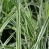 Roots Plants Grasses Gardener's Garters | Ribbon Grass 1 Roots Plants Grasses Gardener's Garters | Ribbon Grass