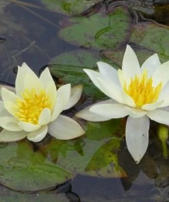 Roots Plants White Dwarf Water Lily | Nymphaea Pygmaea Alba