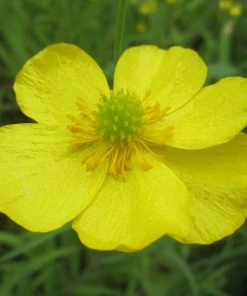 Roots Plants All Pond Plants Lesser Spearwort | Ranunculus Flammula