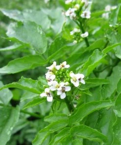 Roots Plants Watercress | Rorippa Nasturtium Aquaticum Winter Vegetable Plants