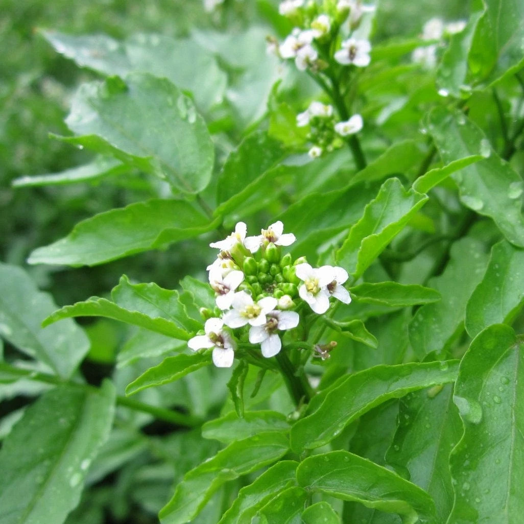 Roots Plants Watercress | Rorippa Nasturtium Aquaticum Winter Vegetable Plants 4 Roots Plants Watercress | Rorippa Nasturtium Aquaticum Winter Vegetable Plants