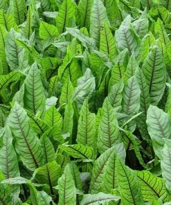 Roots Plants Bloodwort Wood Dock | Rumex Sanguineus