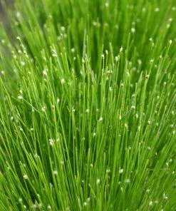 Roots Plants Fibre Optic Plants Fibre Optic Plant | Isolepsis Cerna| Oxygenating