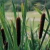 Roots Plants Lesser Bulrush | Typha Angustifolia Rushes 1 Roots Plants Lesser Bulrush | Typha Angustifolia Rushes
